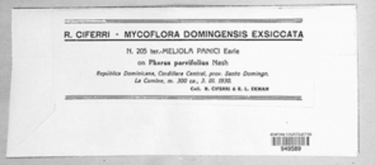 Meliola panici image